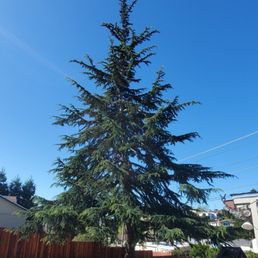 My happy little cedar after a visit from Michael :)