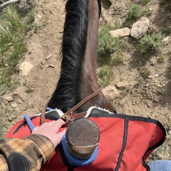 Cedar Mountain Trail Rides - Horse - Horseback Riding Near Me - Cody, Wyoming