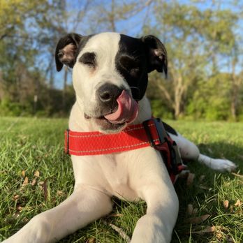 Paw Spa - Thank you guys for making my fur babies happy! - Pet Groomers Near Me - Alexandria, Virginia Paw Spa - Thank you guys for making my fur babies happy! - Pet Groomers Near Me - Alexandria, Virginia