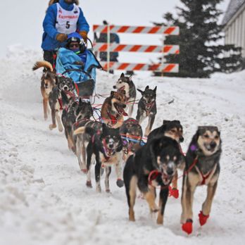 Wild Alaska Travel - Tours Near Me - Anchorage, Alaska Wild Alaska Travel - Tours Near Me - Anchorage, Alaska