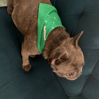 Healthy Spot - Silverlake - The cute bandana dogs come out with - Pet Groomers Near Me - Los Angeles, California Healthy Spot - Silverlake - The cute bandana dogs come out with - Pet Groomers Near Me - Los Angeles, California