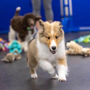 Wholistic Hound Academy - Pet Training Near Me - Alexandria, Virginia Wholistic Hound Academy - Pet Training Near Me - Alexandria, Virginia