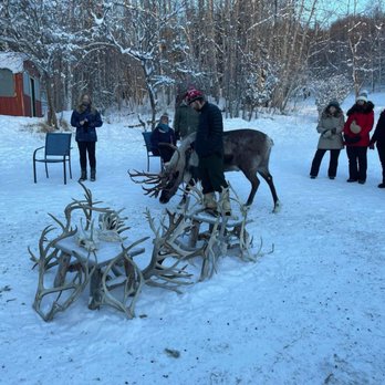 Running Reindeer Ranch - Reindeer! - Walking Tours Near Me - Fairbanks, Alaska