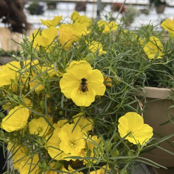 Crazy Daisies - Nurseries & Gardening Near Me - Syracuse, New York Crazy Daisies - Nurseries & Gardening Near Me - Syracuse, New York