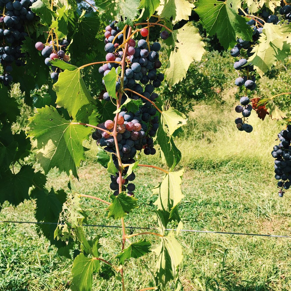 Barton Orchards - Grape vine. - Farmers Market Near Me - Poughquag, New York