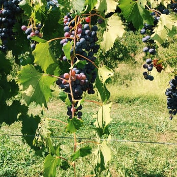Barton Orchards - Grape vine. - Farmers Market Near Me - Poughquag, New York Barton Orchards - Grape vine. - Farmers Market Near Me - Poughquag, New York
