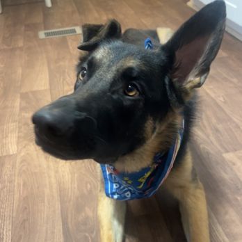 Bark Busters Home Dog Training - Reno - Pet Training Near Me Bark Busters Home Dog Training - Reno - Pet Training Near Me