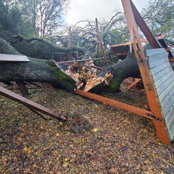 Daniel Hovarter Tree Service - Wooden structure was a platform the original builder built into the tree. - Tree Services Near Me - Placerville, California Daniel Hovarter Tree Service - Wooden structure was a platform the original builder built into the tree. - Tree Services Near Me - Placerville, California
