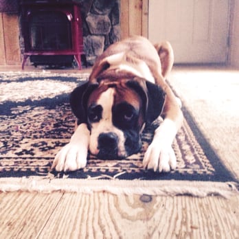My Dogs Mind - Lucy the boxer dog - Pet Training Near Me - Hampton, New Hampshire My Dogs Mind - Lucy the boxer dog - Pet Training Near Me - Hampton, New Hampshire
