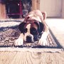 Photo of My Dogs Mind