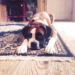 My Dogs Mind - Lucy the boxer dog