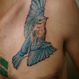 Eastern Bluebird by Eddie Eastern Bluebird by Eddie