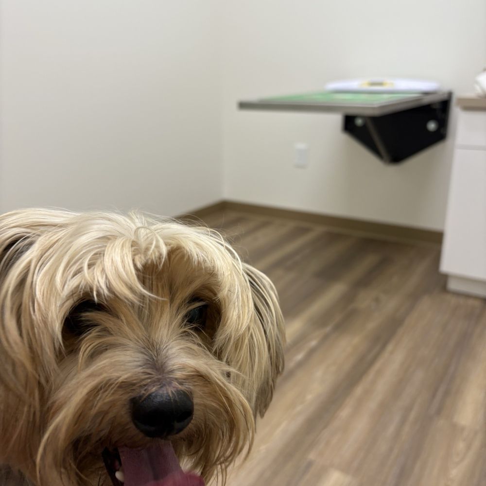Pasadena Veterinary Urgent Care - Veterinarians Near Me - Pasadena, California
