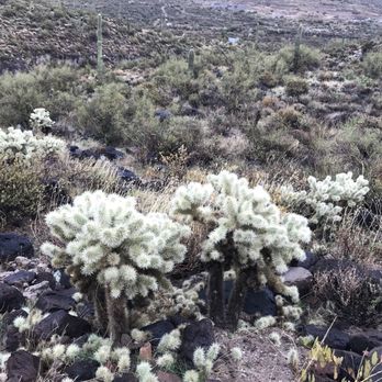 Spur Cross Ranch Conservation Area - Teddy Bear Cholla. - Parks Near Me - Cave Creek, Arizona