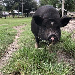 Couldn't get the grass out of her teeth Couldn't get the grass out of her teeth