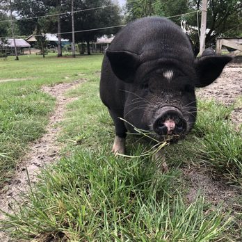Rooterville Animal Sanctuary - Couldn't get the grass out of her teeth - Community Service/Non-Profit Near Me - Melrose, Florida Rooterville Animal Sanctuary - Couldn't get the grass out of her teeth - Community Service/Non-Profit Near Me - Melrose, Florida