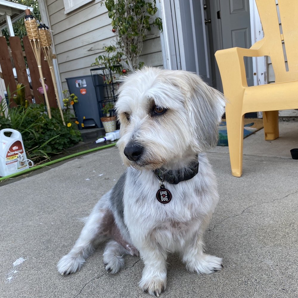 My Pookie's Spaw - AFTER - Pet Groomers Near Me - Orange, California My Pookie's Spaw - AFTER - Pet Groomers Near Me - Orange, California