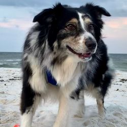 Pier Park Dog Beach - My grand dog Zeke enjoying his day at the beach with his dad