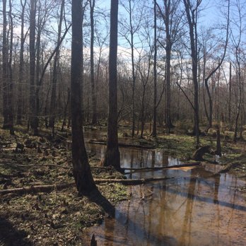 Big Hill Pond State Park - Dismal swamp! - Parks Near Me - Pocahontas, Tennessee Big Hill Pond State Park - Dismal swamp! - Parks Near Me - Pocahontas, Tennessee