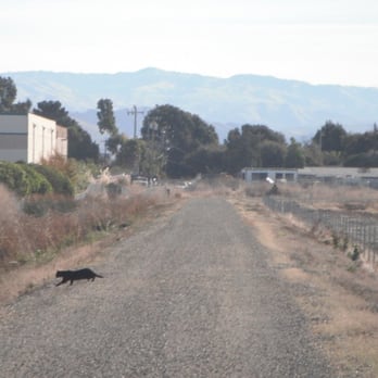 Hayward Shoreline Interpretive Center - Black Cat - Beaches Near Me - Hayward, California Hayward Shoreline Interpretive Center - Black Cat - Beaches Near Me - Hayward, California