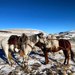 Hearts & Hooves Livestock Services
