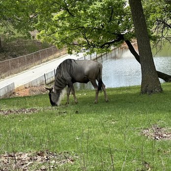 Wild Animal Safari - Zoos Near Me - Strafford, Missouri Wild Animal Safari - Zoos Near Me - Strafford, Missouri