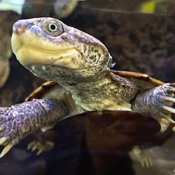 Petco - African Sideneck Turtle $27.99 - Pet Groomers Near Me - Suffolk, Virginia Petco - African Sideneck Turtle $27.99 - Pet Groomers Near Me - Suffolk, Virginia