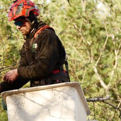 Brooke Tree Service