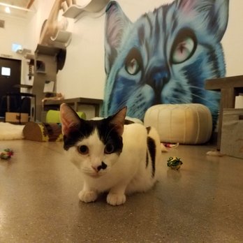 Cat & Craft - Coffee & Tea Near Me - Vista, California Cat & Craft - Coffee & Tea Near Me - Vista, California