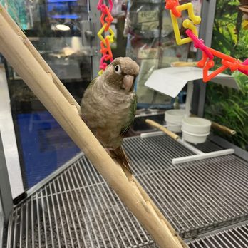 Petco - Conure in the glass cage with really nothing to stimulate it or exercise with but a ladder. - Pet Training Near Me - League City, Texas Petco - Conure in the glass cage with really nothing to stimulate it or exercise with but a ladder. - Pet Training Near Me - League City, Texas