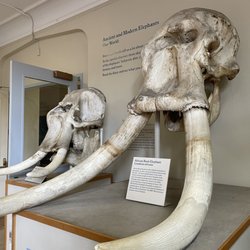 MSU Museum
