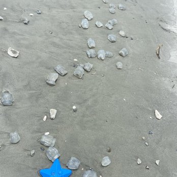 Folly Beach Pier - Jellies! - Fishing Near Me - Folly Beach, South Carolina Folly Beach Pier - Jellies! - Fishing Near Me - Folly Beach, South Carolina