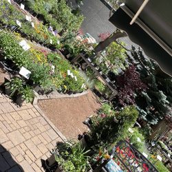 Sunbasin Landscape & Nursery - Part of the full sun selection
