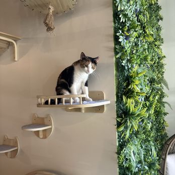 Catfe - Laurie Strode the cat! - Cafes Near Me - Santa Clarita, California Catfe - Laurie Strode the cat! - Cafes Near Me - Santa Clarita, California