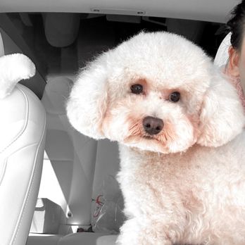 Blue Moon Pet Wash - Bluemoon pet wash never disappointed you - Pet Groomers Near Me - Fremont, California Blue Moon Pet Wash - Bluemoon pet wash never disappointed you - Pet Groomers Near Me - Fremont, California