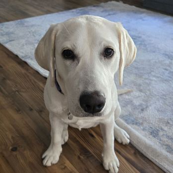 Leave The Leash - Here she is at home sitting on command with no e-collar - Pet Training Near Me