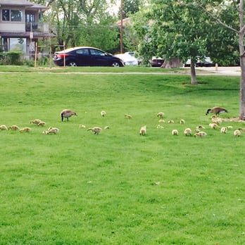 Washington Park - It's the end of May and we have baby geese! - Parks Near Me - Denver, Colorado Washington Park - It's the end of May and we have baby geese! - Parks Near Me - Denver, Colorado