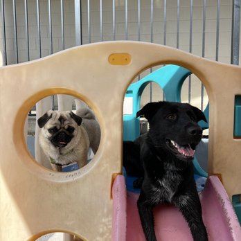Dogtopia - Best friends! - Pet Services Near Me - San Marcos, California