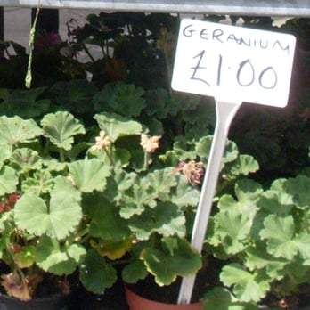 Market Florist Brighton - Florists Near Me - Brighton, BNH Market Florist Brighton - Florists Near Me - Brighton, BNH