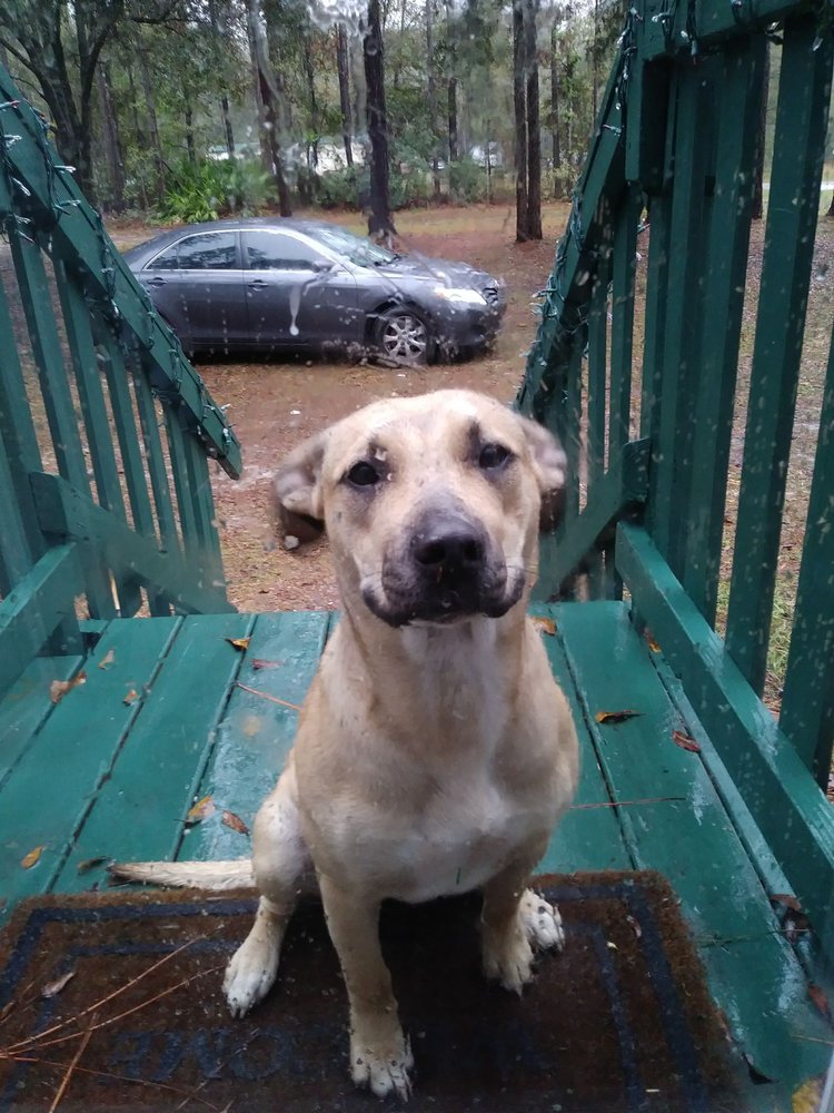 Safe Animal Shelter Middleburg
