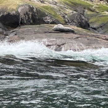 Major Marine Tours - Boating Near Me - Seward, Alaska