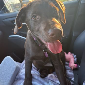 Bark City - Willow (for cuteness) - Pet Sitting Near Me - Hurricane, West Virginia Bark City - Willow (for cuteness) - Pet Sitting Near Me - Hurricane, West Virginia