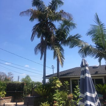 Inexpensive Tree Services - Before - Tree Services Near Me - Los Angeles, California Inexpensive Tree Services - Before - Tree Services Near Me - Los Angeles, California