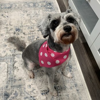 Benny's Pooch Pawler - Arizona's fresh cut! - Pet Groomers Near Me - San Fernando, California