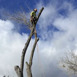 Sammy’s Tree Services