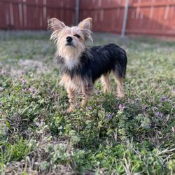 Parkway Animal Hospital - Little Wink