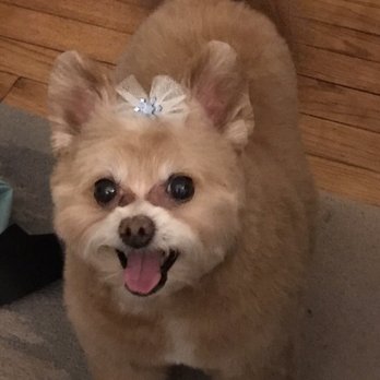 Clips N' Snips - My baby looks perfect all thanks to Luz - Pet Groomers Near Me - Clifton, New Jersey Clips N' Snips - My baby looks perfect all thanks to Luz - Pet Groomers Near Me - Clifton, New Jersey