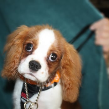 Wags To Riches - Cavalier King Charles Puppy - Pet Sitting Near Me - Longwood, Florida Wags To Riches - Cavalier King Charles Puppy - Pet Sitting Near Me - Longwood, Florida
