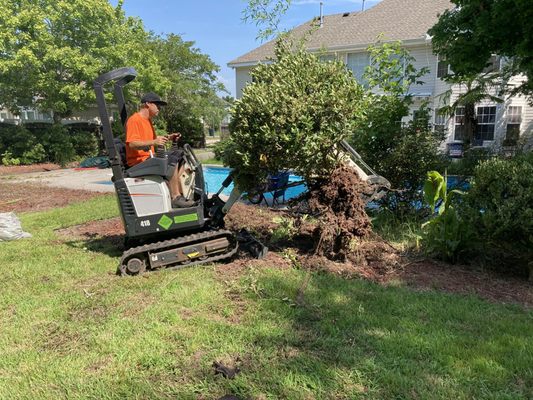 Credible & Professional Shrub Trimming & Removal - Investing in professional shrub trimming and removal services in Virginia Beach, Virginia, is a wise decision for homeowners. These experienced professionals know the specific needs of vegetation in this area and can help ensure your shrubs are properly trimmed and managed. Proper pruning techniques these experts use can help promote healthy growth patterns, encourage flowering, reduce potential pests, and increase overall aesthetic appeal to your outdoor space. They have all the necessary tools to provide quality service while following applicable laws and regulations for tree maintenance within city limits. Let the experts handle it - invest in credible shrub trimming & removal services in Virginia Beach, Virginia today! Credible & Professional Shrub Trimming & Removal - Investing in professional shrub trimming and removal services in Virginia Beach, Virginia, is a wise decision for homeowners. These experienced professionals know the specific needs of vegetation in this area and can help ensure your shrubs are properly trimmed and managed. Proper pruning techniques these experts use can help promote healthy growth patterns, encourage flowering, reduce potential pests, and increase overall aesthetic appeal to your outdoor space. They have all the necessary tools to provide quality service while following applicable laws and regulations for tree maintenance within city limits. Let the experts handle it - invest in credible shrub trimming & removal services in Virginia Beach, Virginia today!