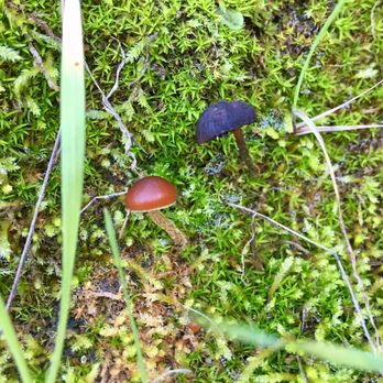 Bernardo Mountain - Little tiny mushrooms - Hiking Near Me - Escondido, California Bernardo Mountain - Little tiny mushrooms - Hiking Near Me - Escondido, California
